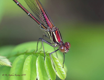 Hetaerina americana, male